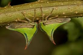 Attēlu rezultāti vaicājumam “Membracidae”