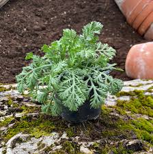 Image result for Färberkamille