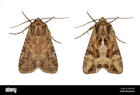 Attēlu rezultāti vaicājumam “Apamea remissa”