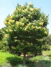 Attēlu rezultāti vaicājumam “Syringa reticulata subsp. amurensis”