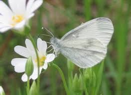 Attēlu rezultāti vaicājumam “Leptidea sinapis underside”
