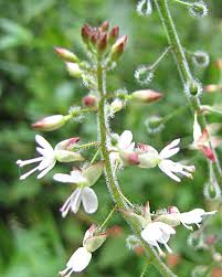 Attēlu rezultāti vaicājumam “Circaea lutetiana”