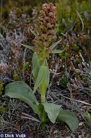 Attēlu rezultāti vaicājumam “Coeloglossum viride”