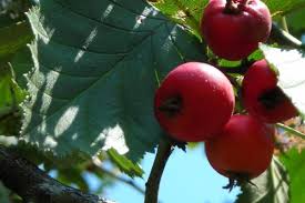 Attēlu rezultāti vaicājumam “Crataegus submollis”