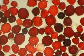 Attēlu rezultāti vaicājumam “Bryum rubens”