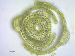 Attēlu rezultāti vaicājumam “Dicranella schreberiana”