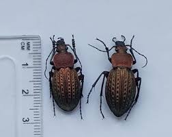 Attēlu rezultāti vaicājumam “Carabus cancellatus”