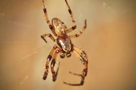 Attēlu rezultāti vaicājumam “Larinioides cornutus”