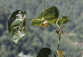 Attēlu rezultāti vaicājumam “Aristolochiaceae”