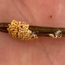 Attēlu rezultāti vaicājumam “Physarum contextum”