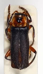 Attēlu rezultāti vaicājumam “Cantharis figurata”