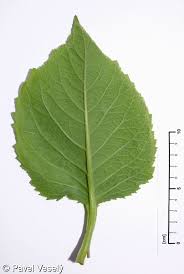 Attēlu rezultāti vaicājumam “Telekia speciosa bud”