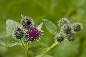 Attēlu rezultāti vaicājumam “Arctium tomentosum”