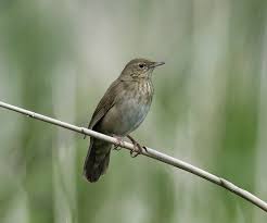 Image result for Locustella fluviatilis