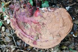 Attēlu rezultāti vaicājumam “Phleogena faginea sessile”