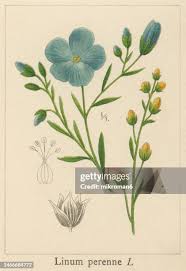 Attēlu rezultāti vaicājumam “Linum catharticum fruit”