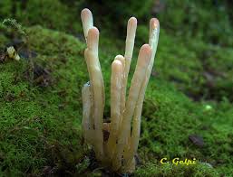 Attēlu rezultāti vaicājumam “Clavaria argillacea”