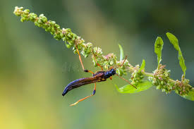 Attēlu rezultāti vaicājumam “Necydalis major”