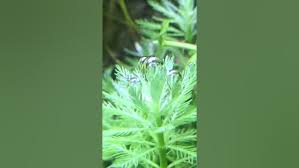 「綠羽毛」的圖片搜尋結果