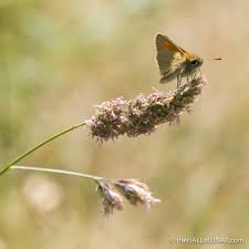 Attēlu rezultāti vaicājumam “Thymelicus sylvestris underside”