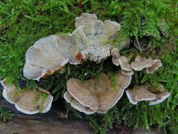 Attēlu rezultāti vaicājumam “Skeletocutis carneogrisea”