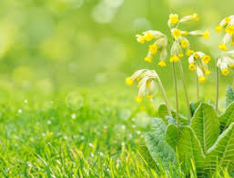 Attēlu rezultāti vaicājumam “Eurhynchiastrum pulchellum macro”