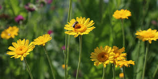 Image result for Färberkamille