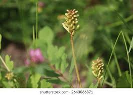 Attēlu rezultāti vaicājumam “Astragalus glycyphyllos flower”