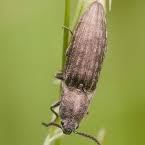 Attēlu rezultāti vaicājumam “Actenicerus sjaelandicus”
