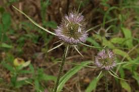 Attēlu rezultāti vaicājumam “Dipsacus fullonum fruit”