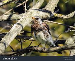 Attēlu rezultāti vaicājumam “Turdus pilaris”