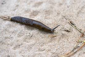 Attēlu rezultāti vaicājumam “Krynickillus melanocephalus”