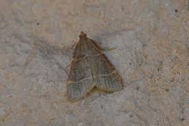 Attēlu rezultāti vaicājumam “Hypsopygia glaucinalis”