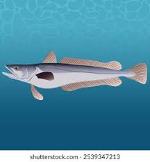 Image result for Merluccius merluccius