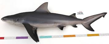Image result for Carcharhinus leucas