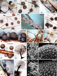 Attēlu rezultāti vaicājumam “Dianema nivale spores”