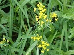 Attēlu rezultāti vaicājumam “Rorippa amphibia leaf”