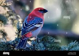 Image result for Pinicola enucleator