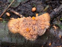 Attēlu rezultāti vaicājumam “Phlebia serialis”