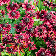 Attēlu rezultāti vaicājumam “Rudbeckia hirta var. hirta”