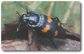Attēlu rezultāti vaicājumam “Silphidae”