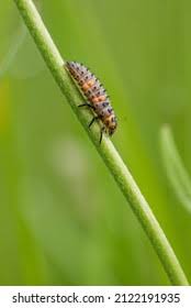 Attēlu rezultāti vaicājumam “Meloe sp. imago”