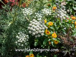 Attēlu rezultāti vaicājumam “Enteridium corticatum sessile”