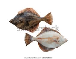 Image result for Platichthys flesus