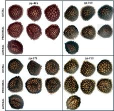 Attēlu rezultāti vaicājumam “Riccia bifurca”