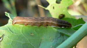 Attēlu rezultāti vaicājumam “Dypterygia scabriuscula”