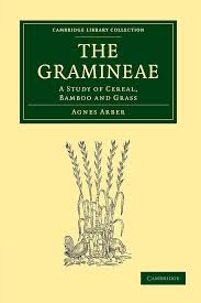 Attēlu rezultāti vaicājumam “Gramineae”