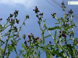 Attēlu rezultāti vaicājumam “Carduus crispus leaf”