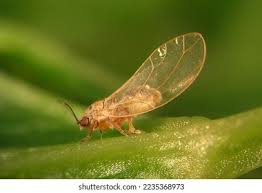 Attēlu rezultāti vaicājumam “Trioza dispar”