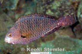 Image result for Calotomus carolinus